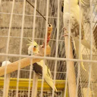 عروس هلندی جفت بالغ|پرنده|ری, ظهیرآباد|دیوار