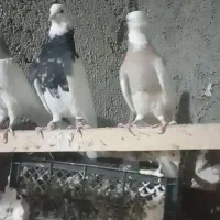 نروماده طوقی زرین بالیمویی