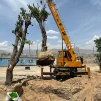 جابجایی درخت