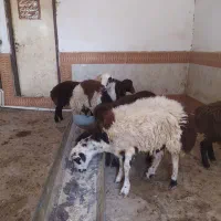 بره نر قوچی و پرواری|حیوانات مزرعه|تربتحیدریه, حاجی یار|دیوار