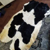 پوست گاوی دو رنگ بسیار زیبا سالم نو