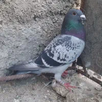 تعدادی مسافتی