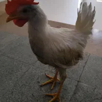 جوجه خروس