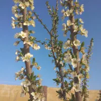 اپارتمان توس۴۲معاوضه باخودرو