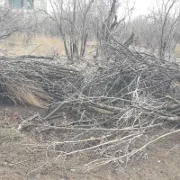 کنده و چوب انار