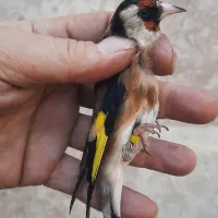 سهره نر خرم آباد