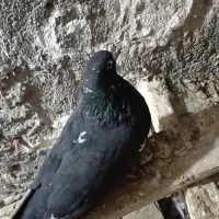 سلام چندفروشی|پرنده|زرند, |دیوار