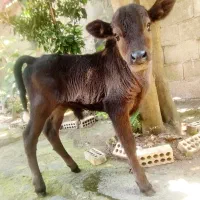 ورزا کوله شیرخوار