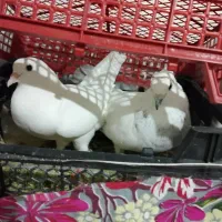 کبوتر تهرانی|پرنده|زاهدان, |دیوار