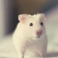 همستر سفید و طلایی