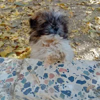 واگذاری پاپی نر|سگ|داران, |دیوار