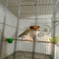 ی جفت قناری