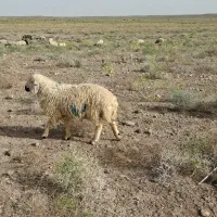 تعدادی بره نر محلی چاق