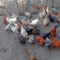 تخم مرغ نطفه دار|حیوانات مزرعه|بابل, |دیوار