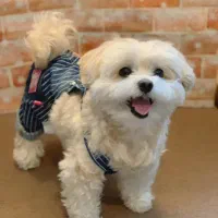 پیداشدن سگ پاکوتاه این عکس سگ نیست