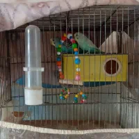 دوعددمرغ عشق