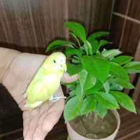 مرغ عشق دستی