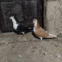 کبوتر ساده|پرنده|گنبد کاووس, |دیوار