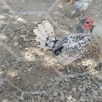 مرغ و خروس سیبرایت