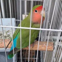 یک جفت طوطی بریزیلی با قفس