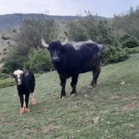 گاومیش خارجی باگوساله ماده پنج ماهه