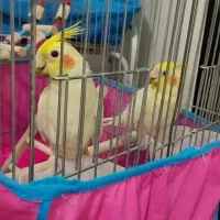 عروس هلندی مولد