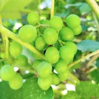غوره تازه حاصل