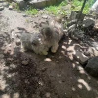 سک پاکوتا