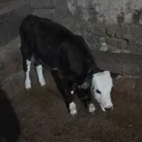 سه‌راس‌گوساله‌نر|حیوانات مزرعه|نظر کهریزی, |دیوار