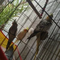 عروس هلندی
