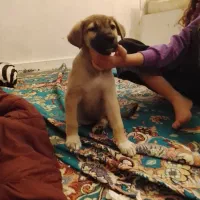 دو تا سگ توله نر و ماده|سگ|خرمشهر, |دیوار