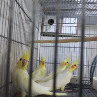 فروش ۴عدد عروس هلندی لوتینو دو ماهه