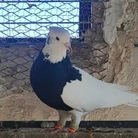 طوقی سیاه نر|پرنده|اقبالیه, |دیوار