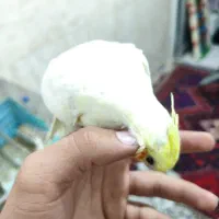 عروس هلندی دستی|پرنده|سیرجان, |دیوار