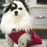 پامرین روباهی