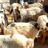 بره بختیاری