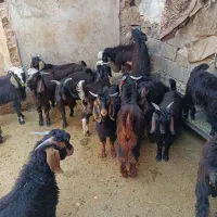 بزغاله نر کیلو 600