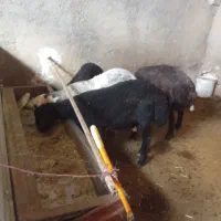 بره نر