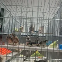 فنچ جغدی و گلو بریده و کراواتی|پرنده|ماکو, |دیوار