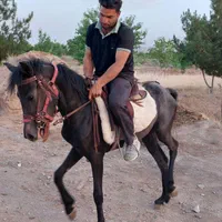اسب مادیون سه به چهار