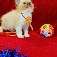 هیمالین|گربه|گرگان, |دیوار