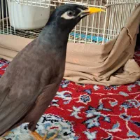 مرغ مینا سخن گو