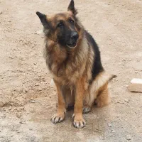 ماده ژرمن شیپرد