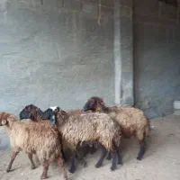 چهار عدد گوسفند  ماده