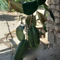 گل طبیعی|گل و گیاه طبیعی|چناران, |دیوار