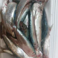 طعمه ماهی