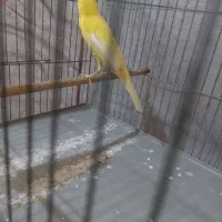 گلبسر ،قناری، سهر خاکی