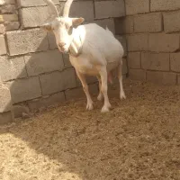 باسلام برسانن ومیش درجه یک آبستن سنگین|حیوانات مزرعه|قاسمآباد (خواف), |دیوار