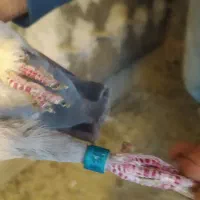 کفتر پلاکی|پرنده|لواسان, |دیوار