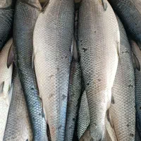 ماهی فروشی خلیج فارس|ماهی|اشکذر, |دیوار